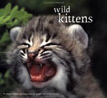 Wild Kittens