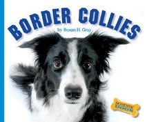 Border Collies (Domestic Dogs)