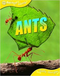 Ants (Animal Lives)