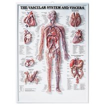 The Vascular System and Viscera 3D Raised Relief Chart