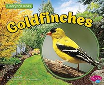 Goldfinches (Backyard Birds)