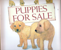 Puppies For Sale