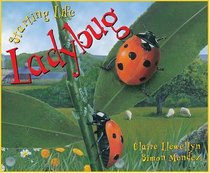 Ladybug (Starting Life)