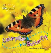 Caterpillar to Butterfly (Lifecycles)