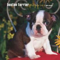 Boston Terrier Puppies 2008 Square Wall Calendar