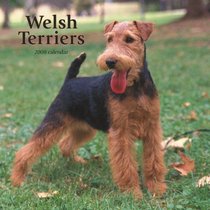 Welsh Terriers 2008 Square Wall Calendar (German, French, Spanish and English Edition)