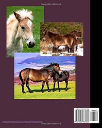 Horse & Pony Composition Notebook: College Ruled Writer's Notebook for School / Teacher / Office / Student [ Perfect Bound * Large ] (Composition Books - Animal Series)