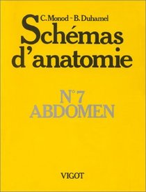 Schmas d'anatomie, numro 7, abdomen
