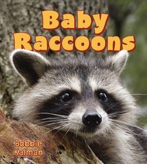 Baby Raccoons (It's Fun to Learn About Baby Animals)