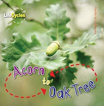Acorn to Oak Tree (LifeCycles)