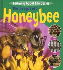 The Life Cycle of a Honeybee (Learning About Life Cycles)