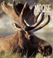 Moose (Living Wild)
