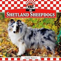 Shetland Sheepdogs