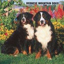 Bernese Mountain Dogs 2008 Square Wall Calendar (German, French, Spanish and English Edition)