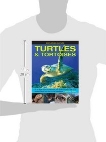 Exploring Nature: Turtles & Tortoises: An In-Depth Look At Chelonians, The Shelled Reptiles That Have Existed Since The Time Of The Dinosaurs
