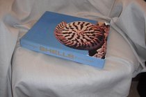 Shells (A Studio book)