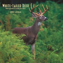 White-tailed Deer 2008 Square Wall Calendar (German, French, Spanish and English Edition)