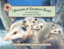 Opossum at Sycamore Road (Smithsonian Backyard)