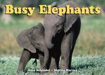 Busy Elephants (A Busy Book)