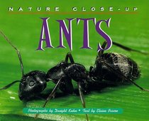 Ants (Nature Close-Up) (Nature Close-Up)