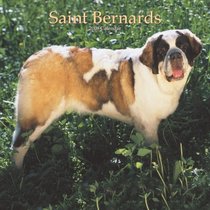 Saint Bernards 2008 Square Wall Calendar (German, French, Spanish and English Edition)