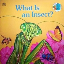 What Is an Insect?