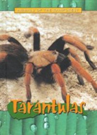 Tarantulas (Animals of the Rainforest)