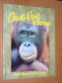 Orang-utans in Borneo