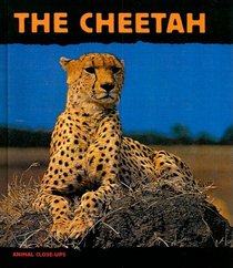 Cheetah (Animal Close-Ups)