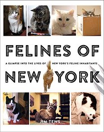 Felines of New York