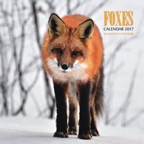 Foxes Mini Wall Calendar 2017: 16 Month Calendar