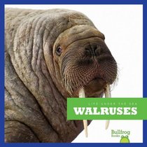 Walruses (Life Under the Sea)
