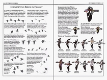 Birds of the World (Eyewitness Handbooks S.)