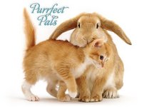 Purrfect Pals Boxed Notecards