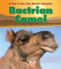 Bactrian Camel (A Day in the Life Desert Anima)