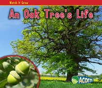 An Oak Tree's Life (Acorn)
