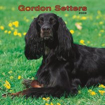 Gordon Setters 2008 Square Wall Calendar (German, French, Spanish and English Edition)