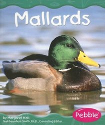 Mallards (Wetland Animals)