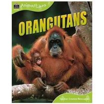 Orangutans (QEB Animal Lives)