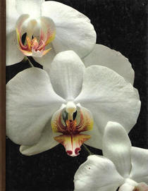 Orchids (The Time-Life encyclopedia of gardening)