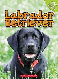 Labrador Retriever (Top Dogs)