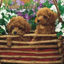 Poodle Puppies 2008 Mini Wall Calendar (German, French, Spanish and English Edition)
