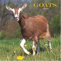 Goats 2008 Square Wall Calendar