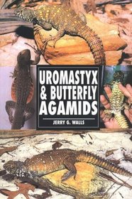 Uromastyx & Butterfly Agamids
