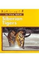 Siberian Tigers (In the Wild)