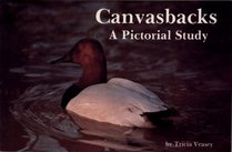 Canvasbacks, a Pictorial Study