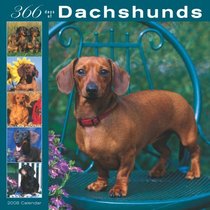 Dachshunds 366 Days 2008 Square Wall Calendar (German, French, Spanish and English Edition)