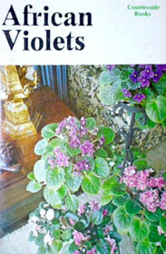 african violets in your home