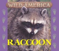 Wild America - Raccoon