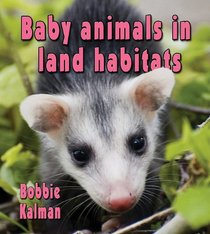 Baby Animals in Land Habitats (Habitats of Baby Animals)